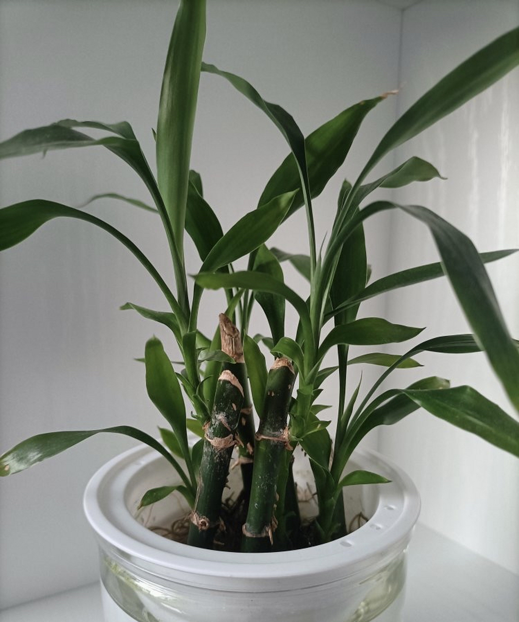 富贵竹截枝也能水培,修剪下来的富贵竹你都丢了吗?
