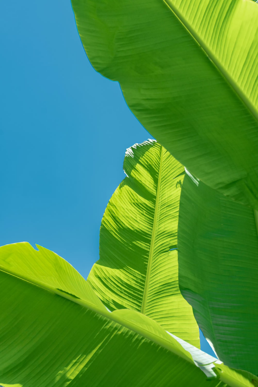 第一发现芭蕉叶的美