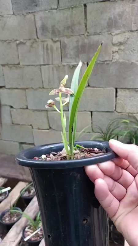 贵州本地珍珠兰微笑玫瑰