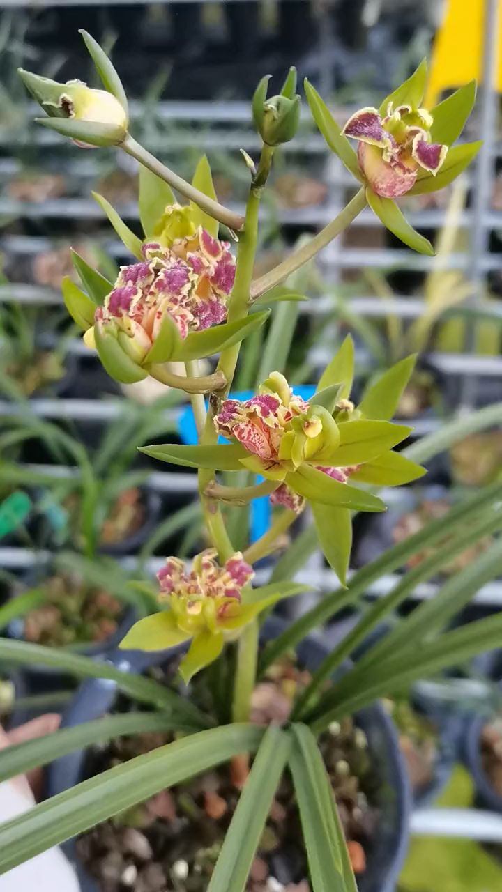 惠兰奇花天骄牡丹