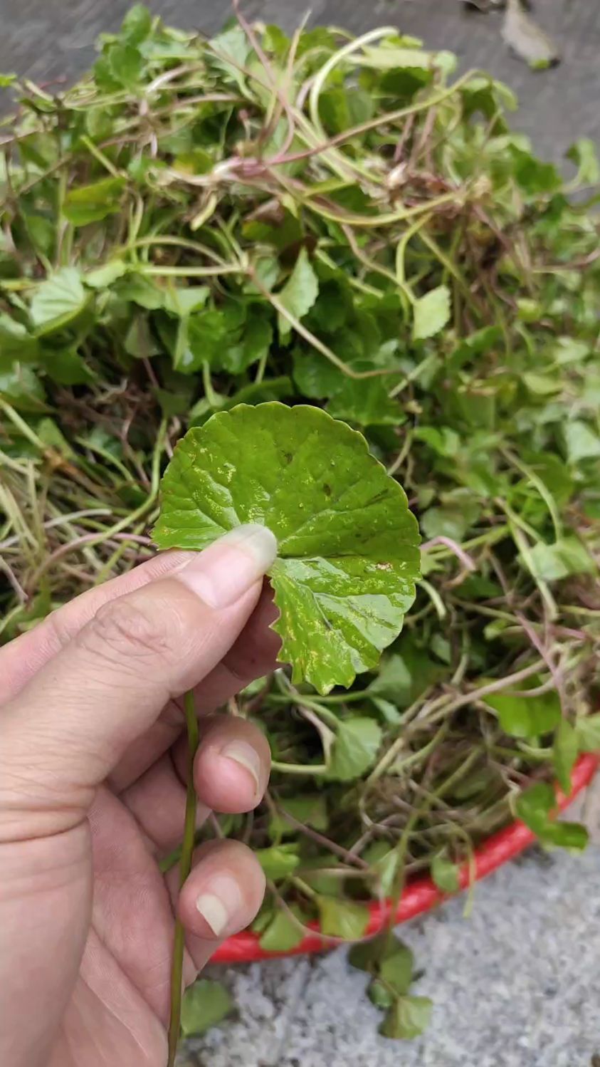 鄉間無雜草認識就是寶蚶殼草積雪草崩大碗