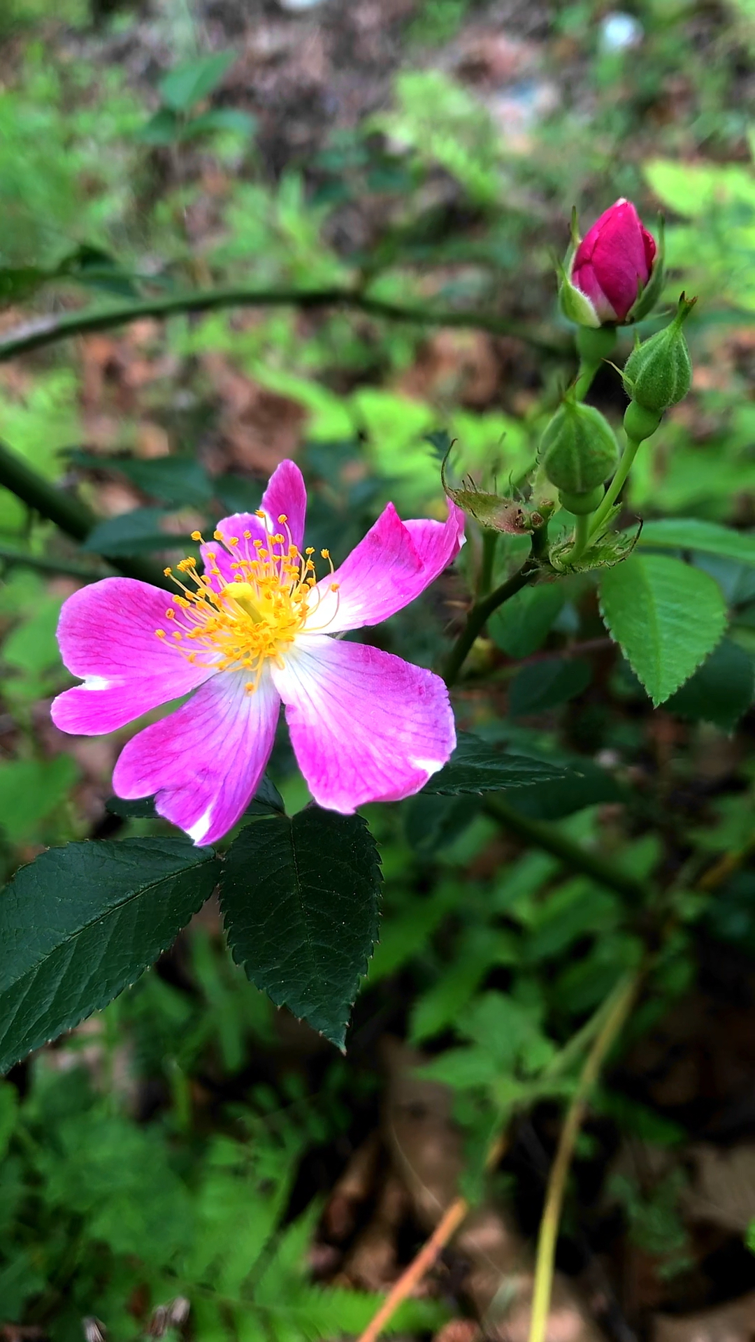 最美野刺花,应该没人反驳吧