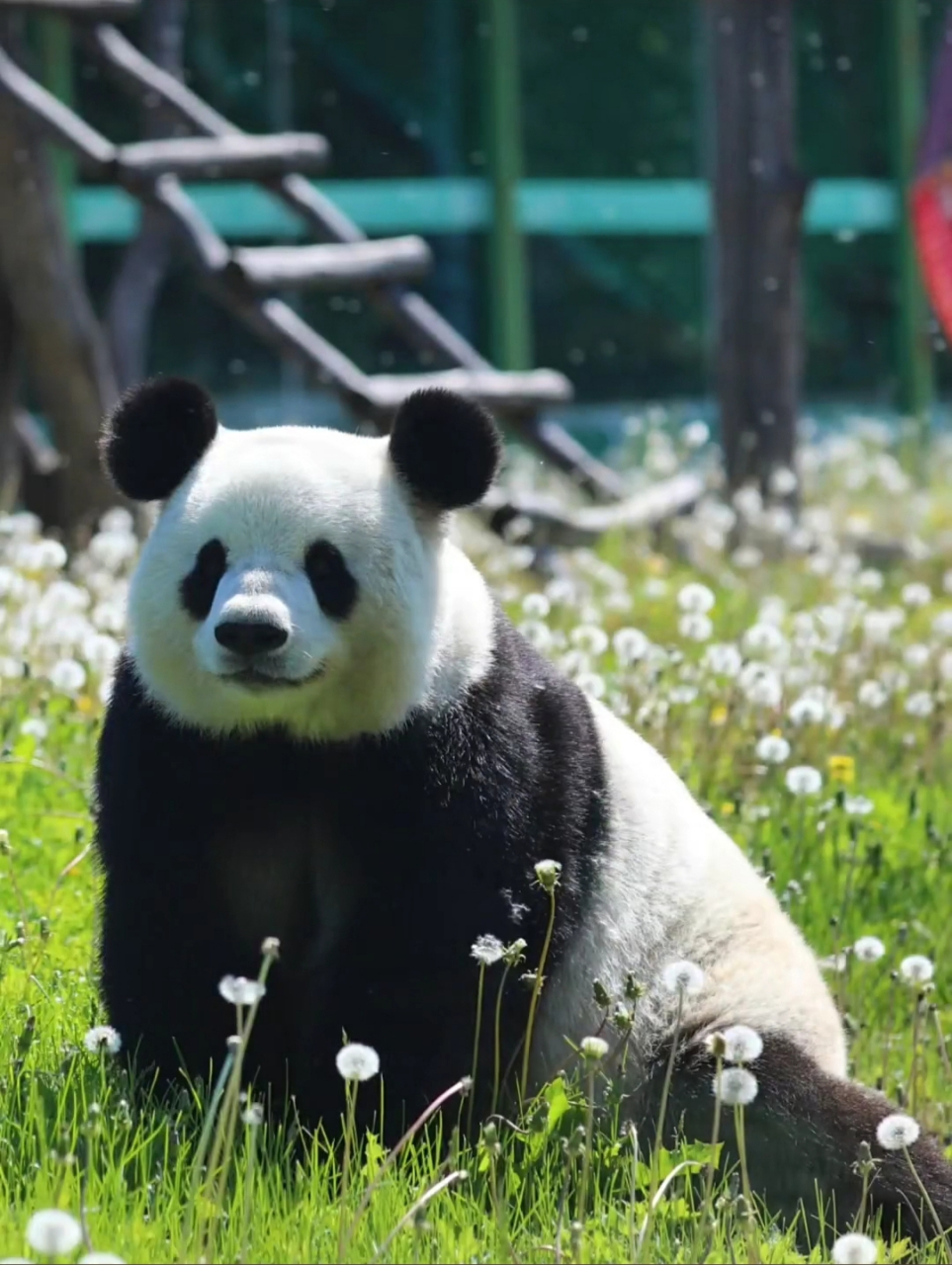 熊猫界的美人,思嘉,微笑公主,长了一张国泰民安的脸,真的很漂亮.