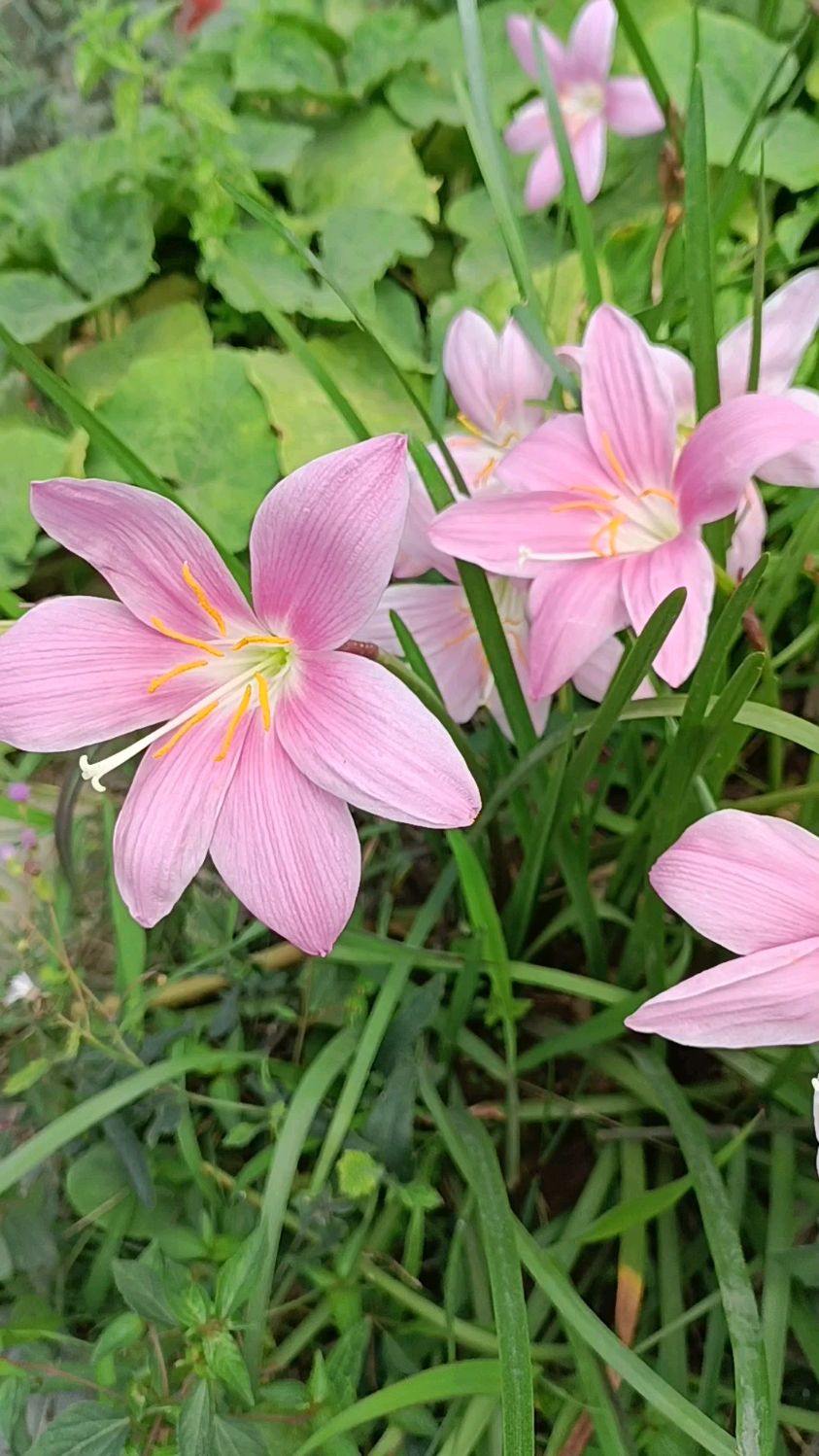 风雨花真实图片