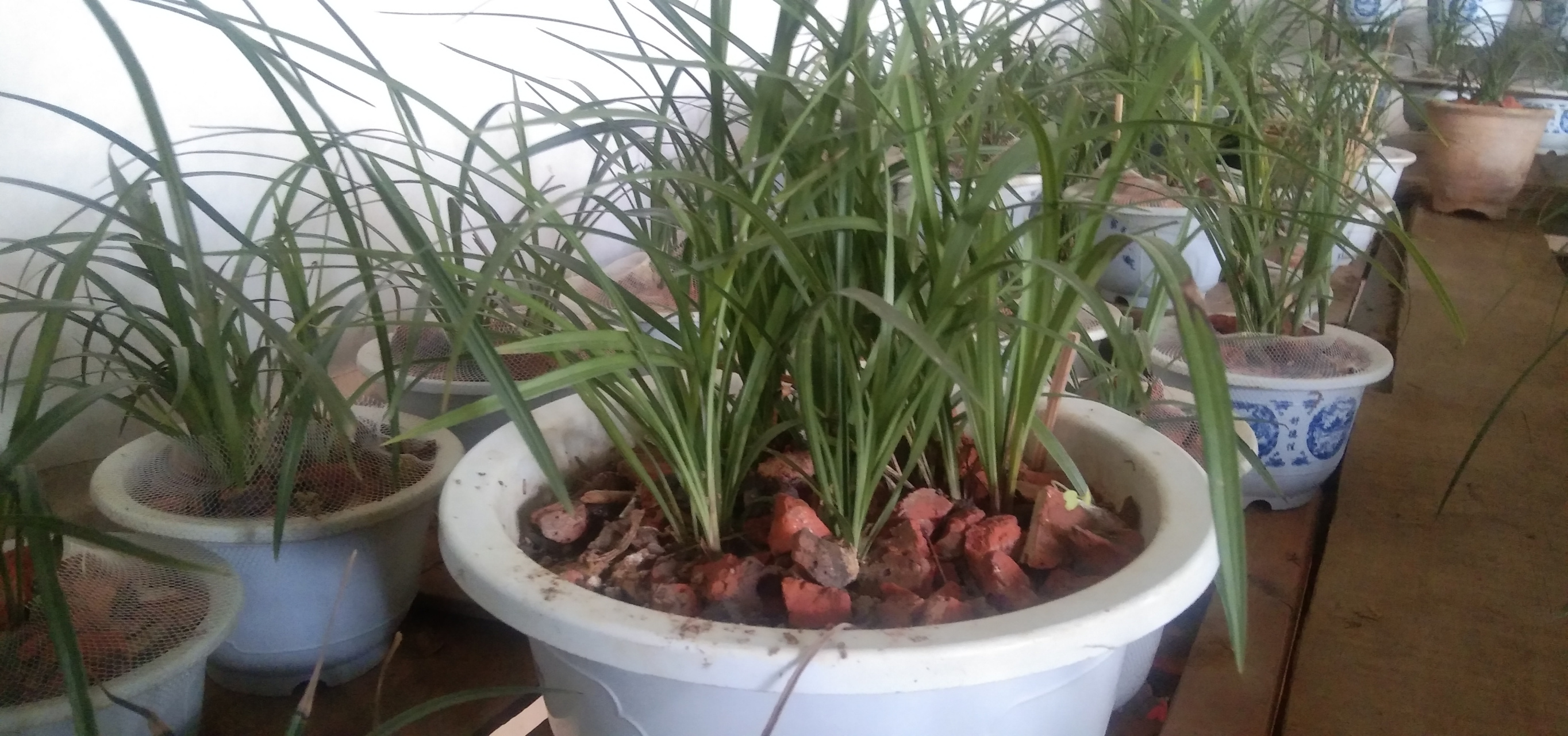 我栽兰花时,芦头与盆口一平,现在清理芦头时才发现芦头已经陷下去好些