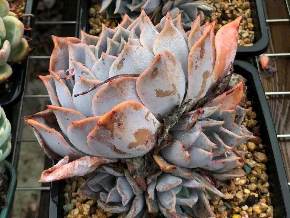 露西娜,皮实好养易度夏,一款新手都能养好的多肉,口碑非常好