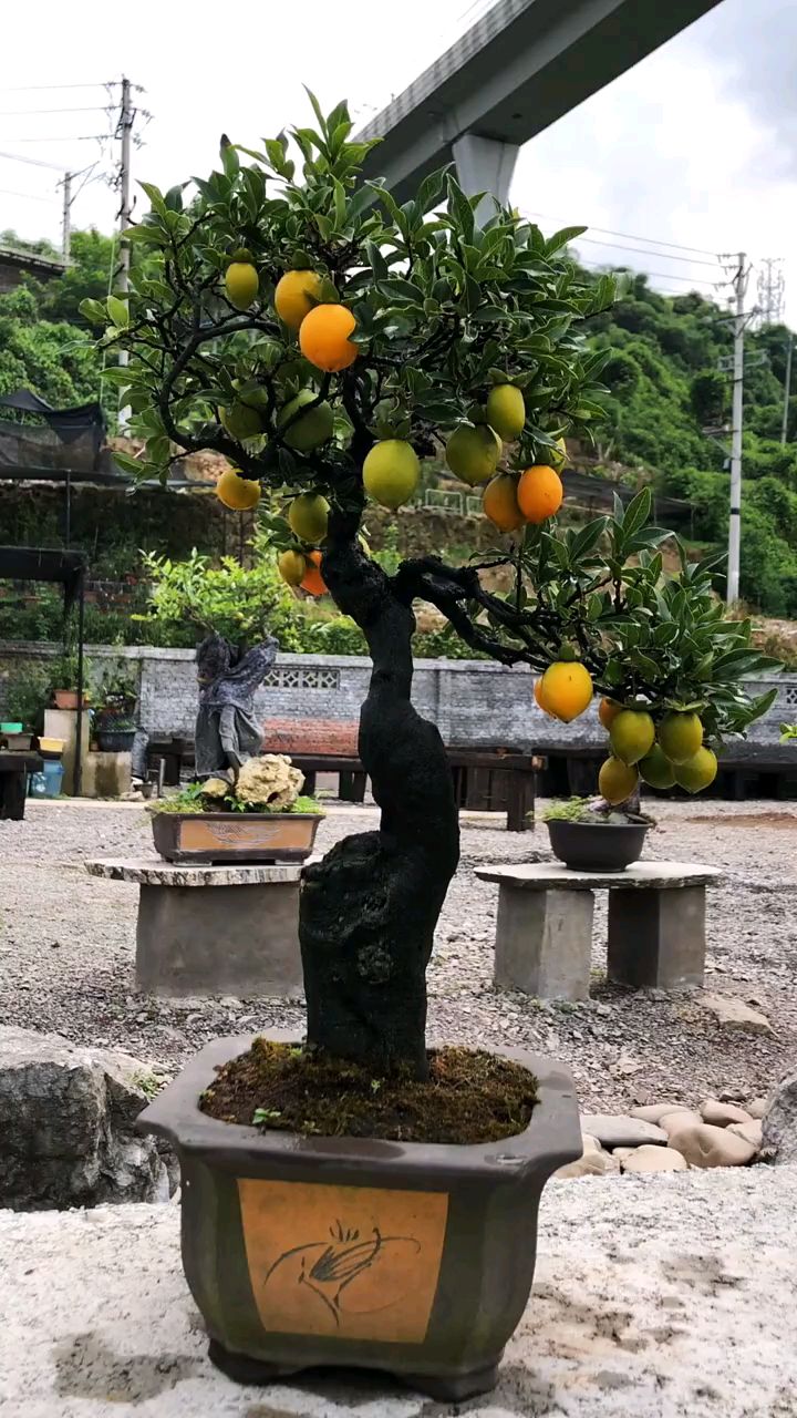 一本独杆金弹子,喜欢的拿走!