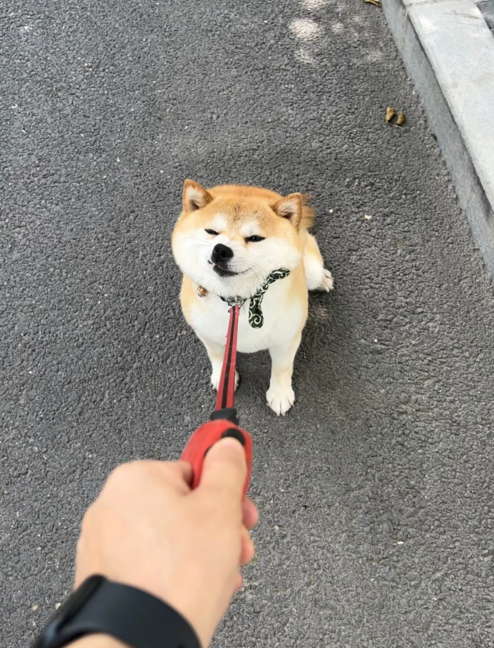 哈哈哈哈,狗子好像那个行走的表情包