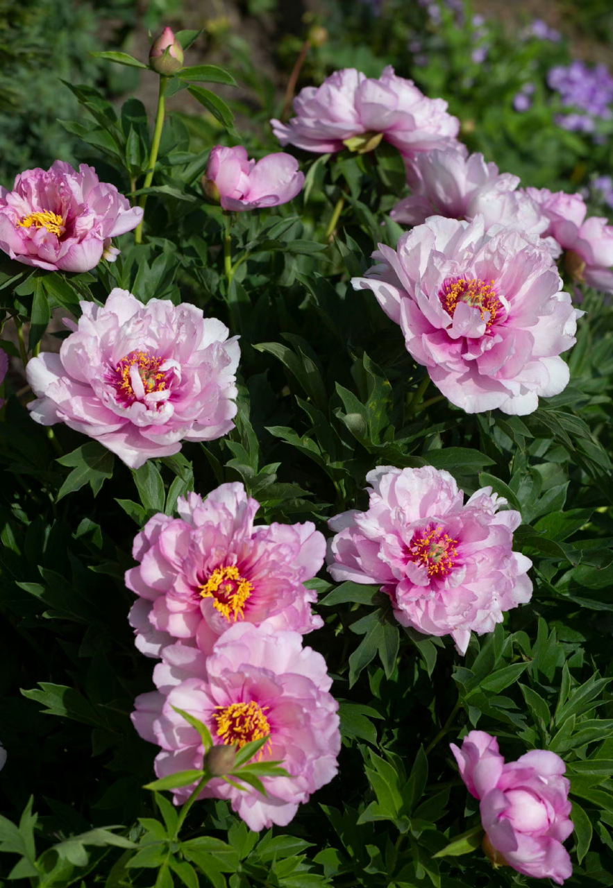 伊藤"初心"  芍药里的四倍体老忠诚 old faithfull 也很不错,粗壮