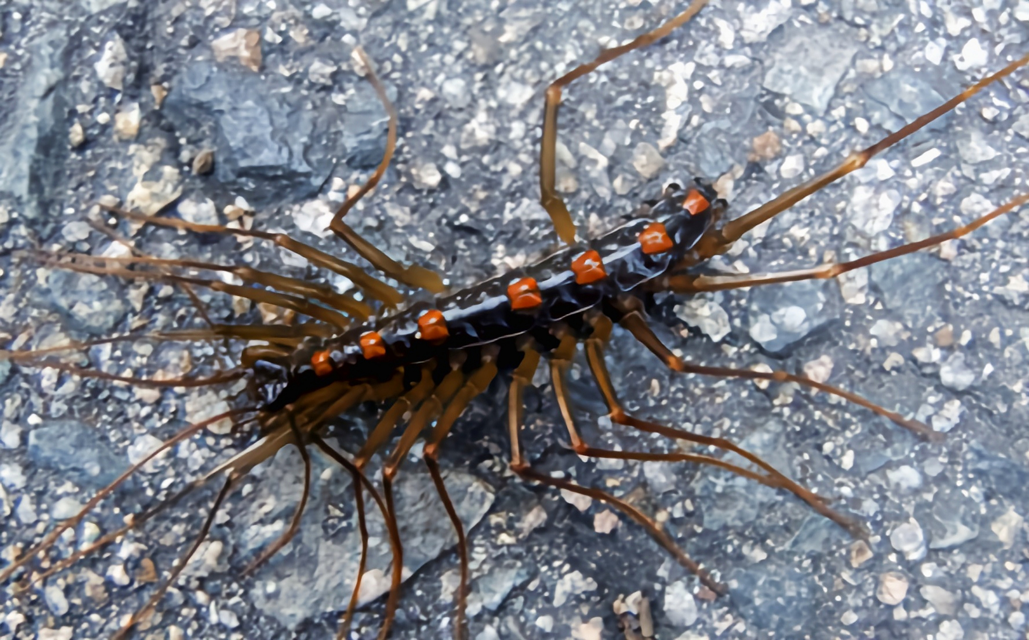 每天认识一种动物——火山蚰蜒 火山蚰蜒 别名大蚰蜒,原产于亚洲,成虫