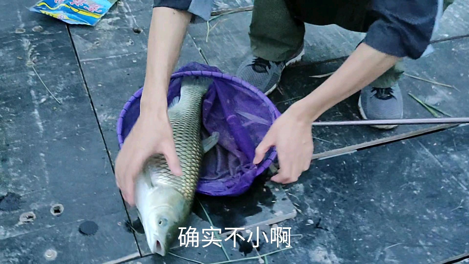 第一竿就大弯弓,中一条5斤重的大草鱼,钓友拍照合影,确实不小