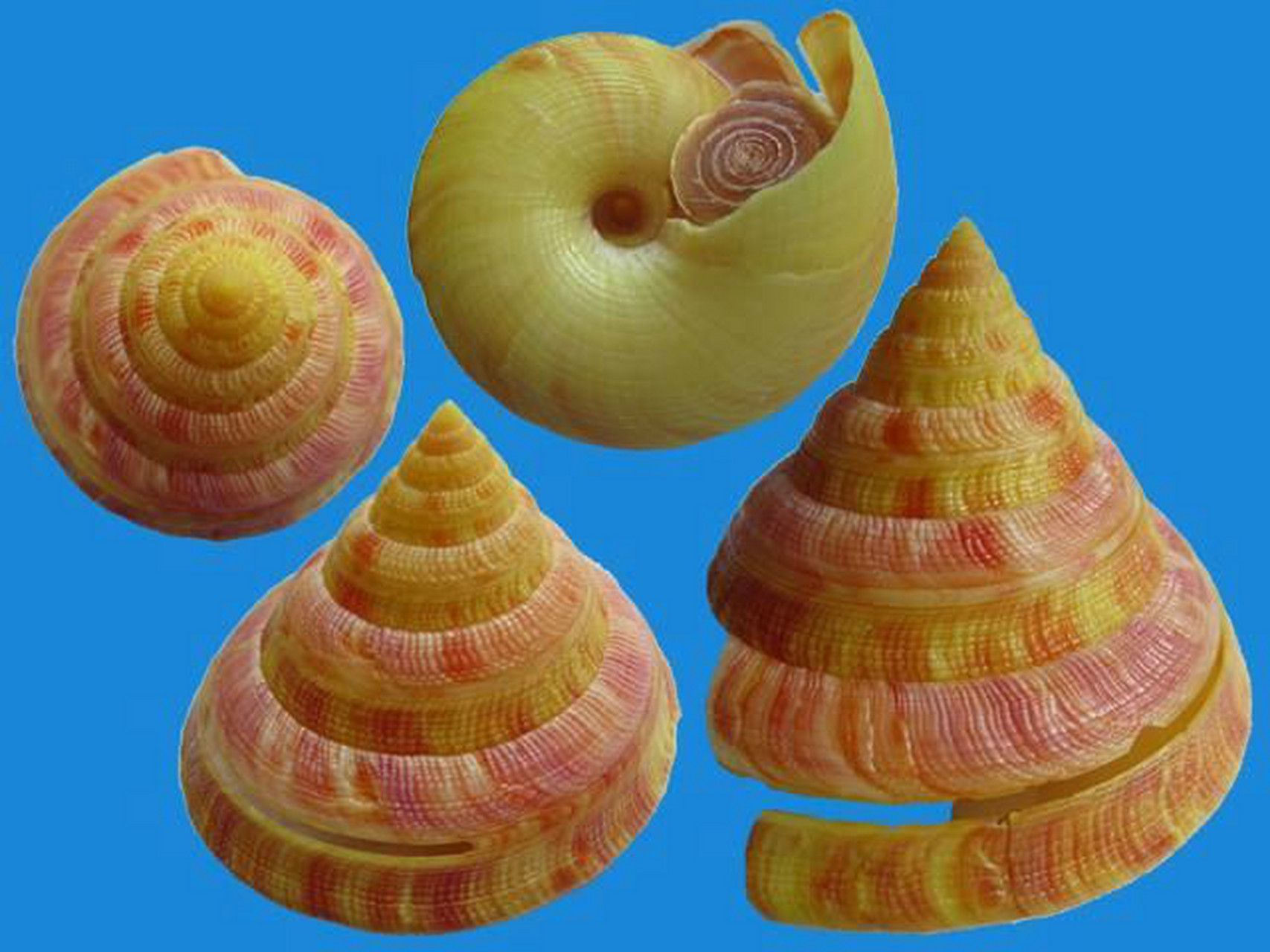 每天认识一种动物——龙宫翁戎螺 龙宫翁戎螺别名龙宫贝,分布于日本