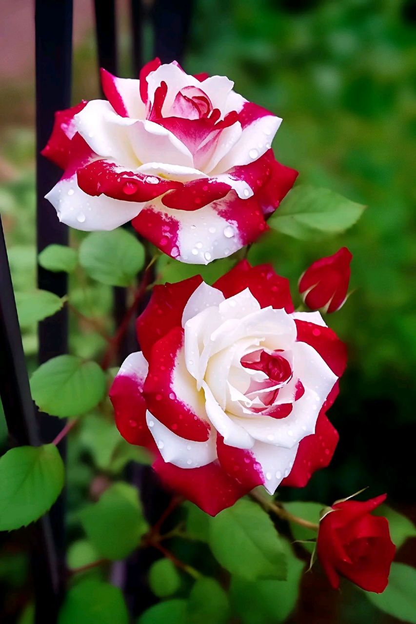 好一朵惊艳的双生玫瑰, 让我第一次在一朵花上看到了惊艳,绝美的双生