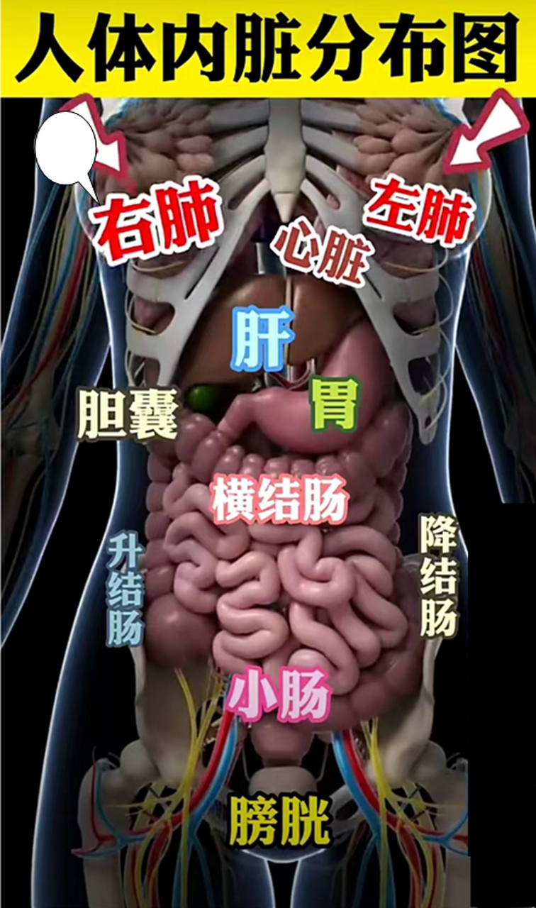 (邱工心語:28)人體內臟分佈圖