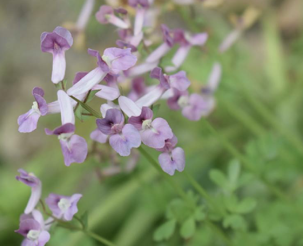 夏天无是一种什么样的植物?