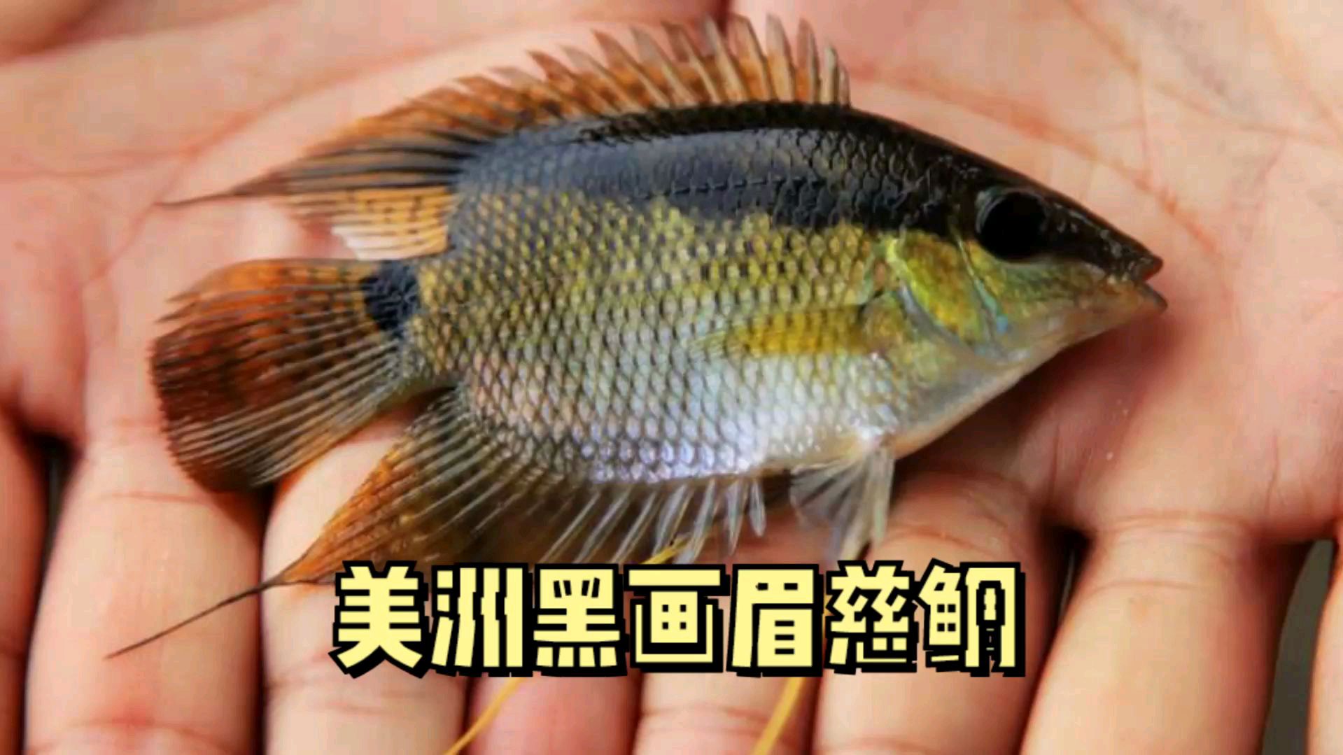 画眉鱼群游非常漂亮的一种南美鲷
