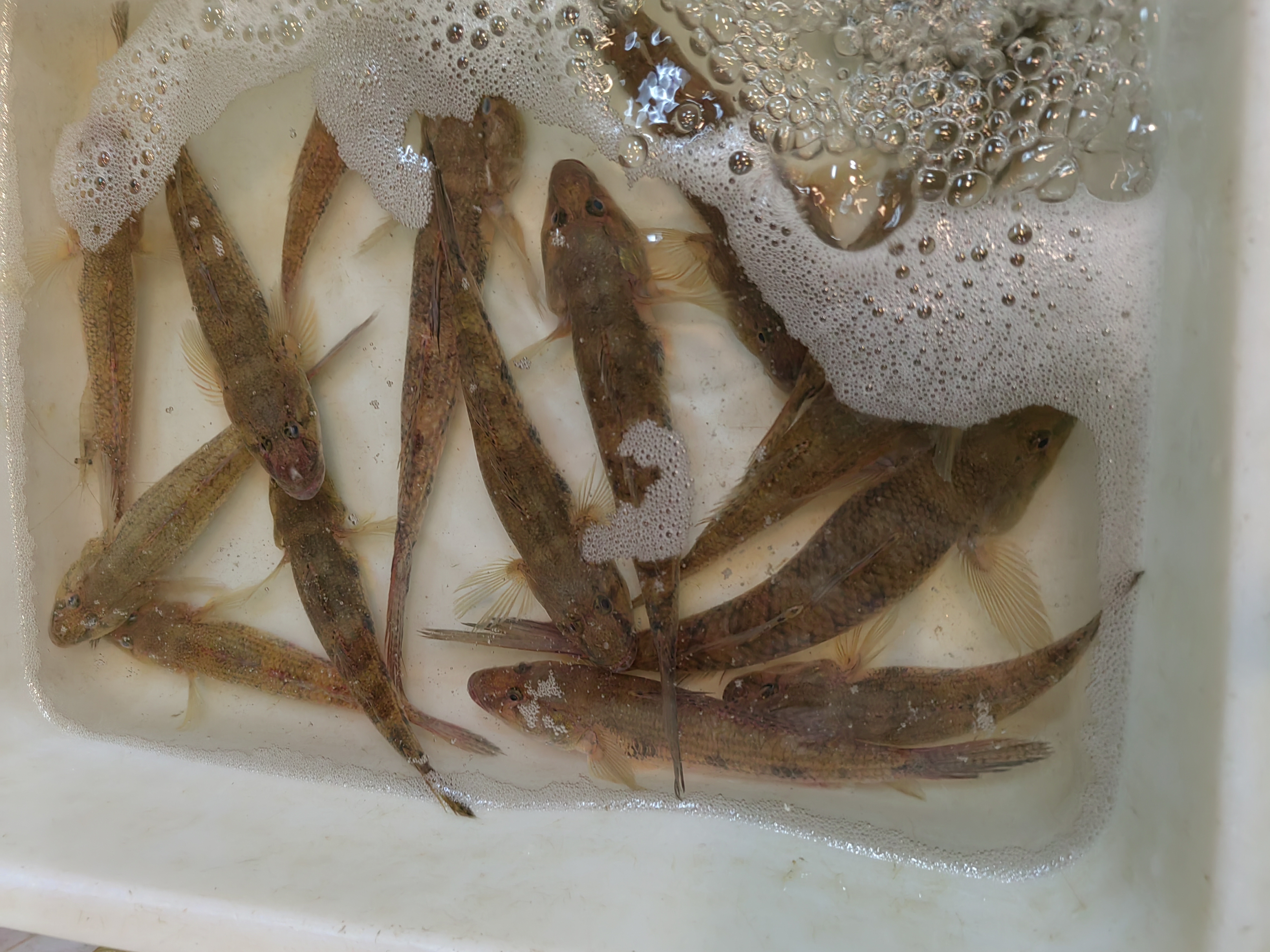 记得以前这种鱼上市,在江门都是在春末夏初的时候,现在冬天也有