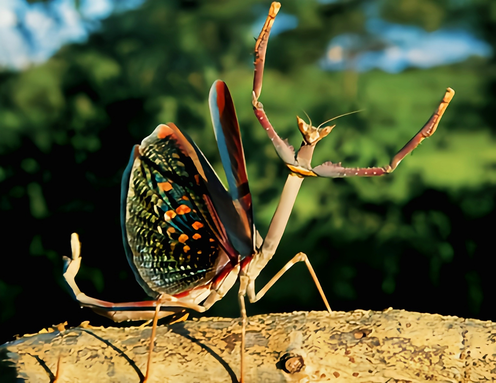 (图片来自网络)