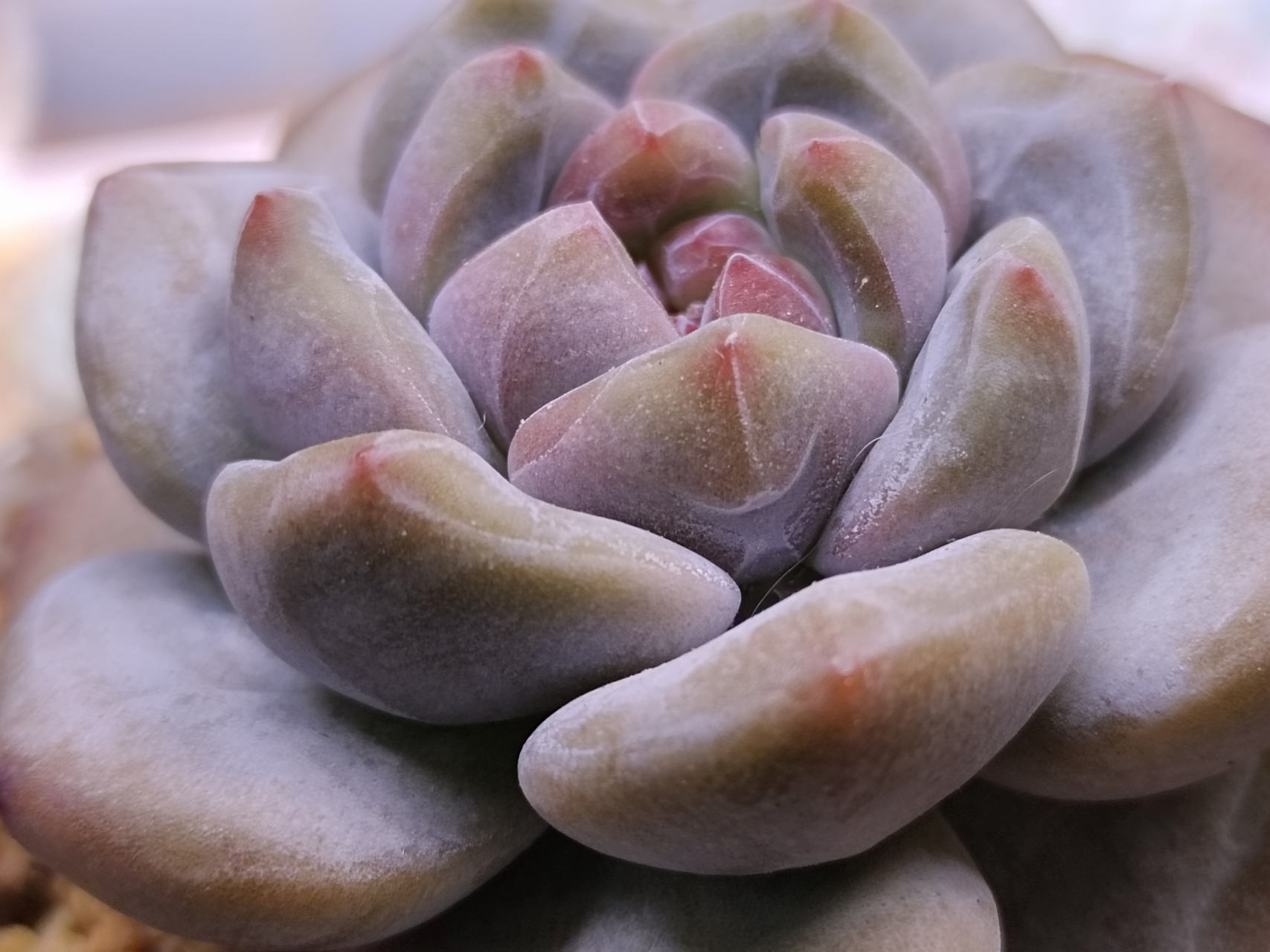 动态30天打卡挑战# 星影开始出石榴心了#多肉植物