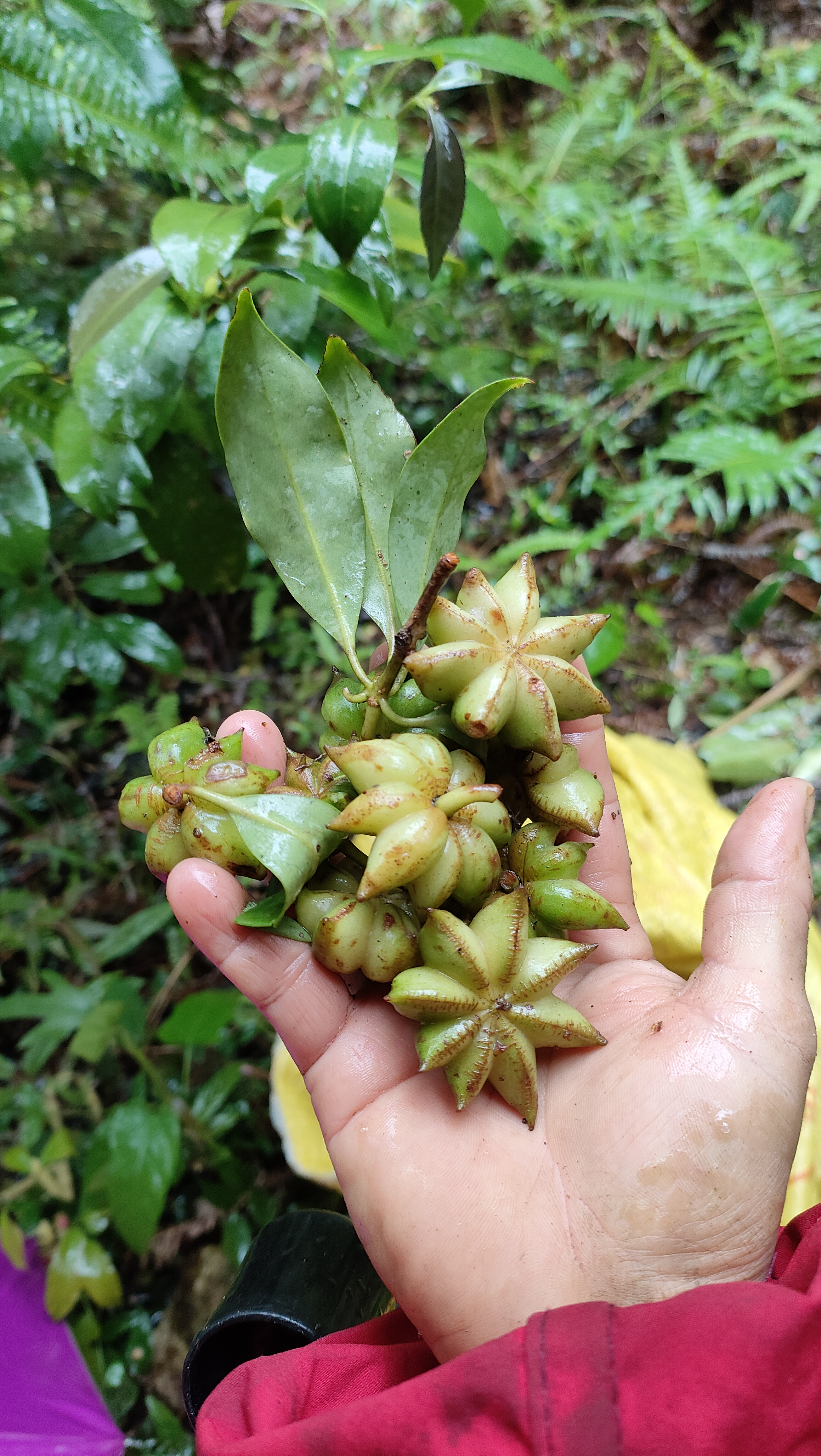 钱难挣,屎难吃,下着大雨,还在山上摘八角,花钱如流