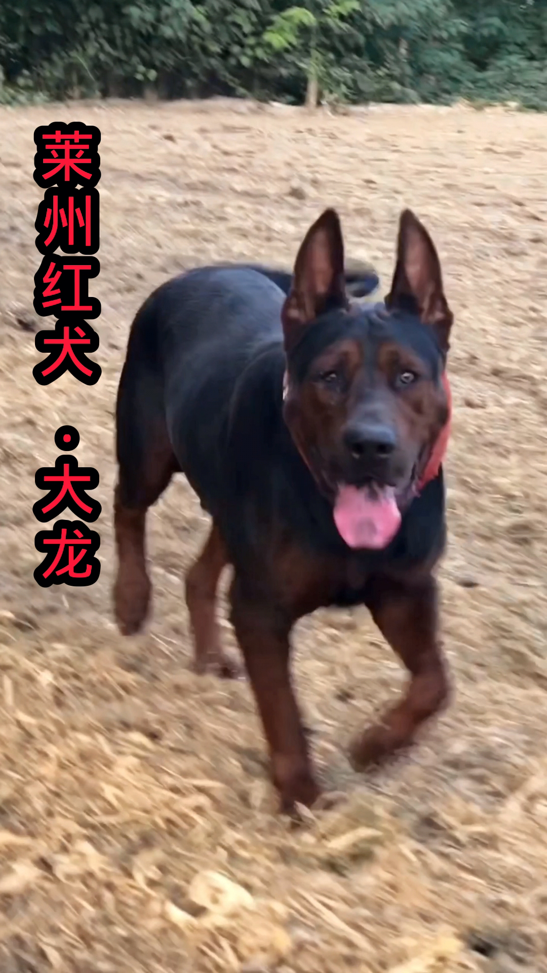 莱州红犬:大龙,是个多情的大男孩啊