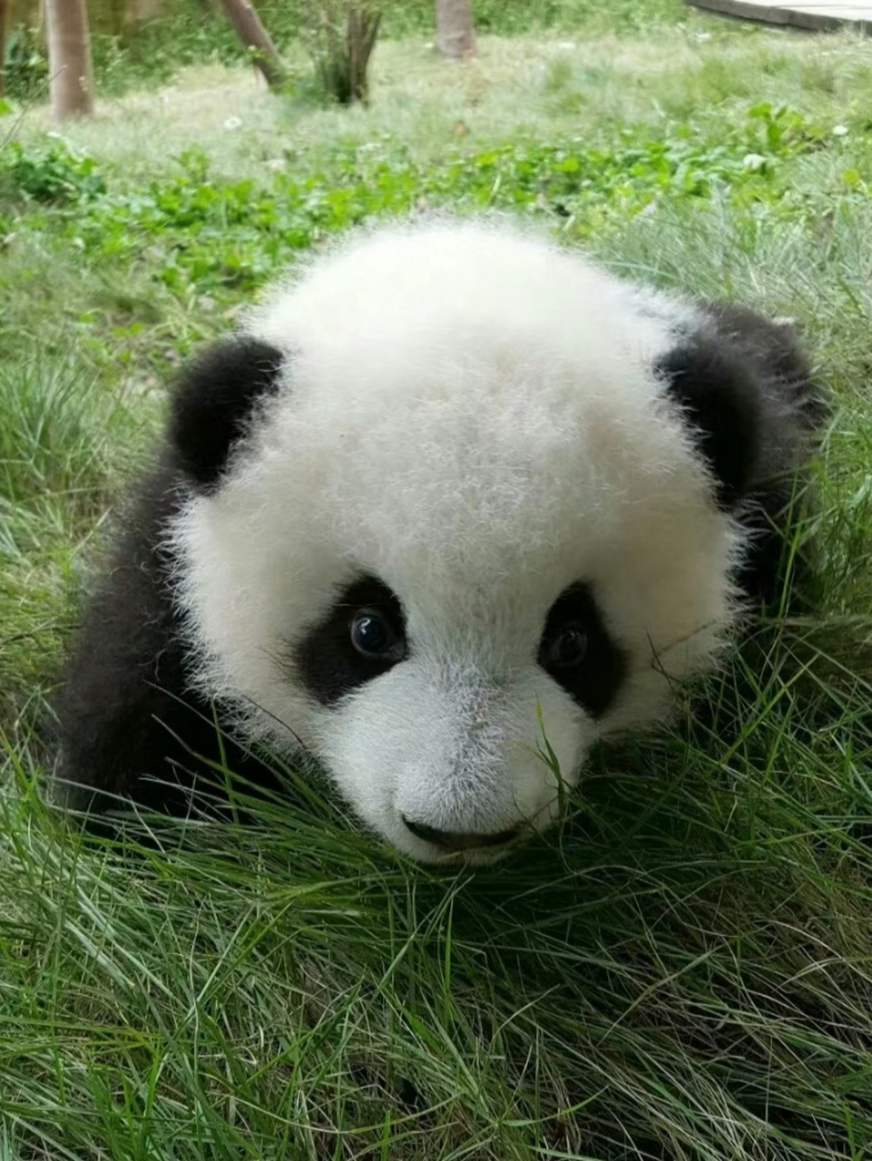 萌兰好像公仔啊!萌化了[亲吻][亲吻][亲吻]