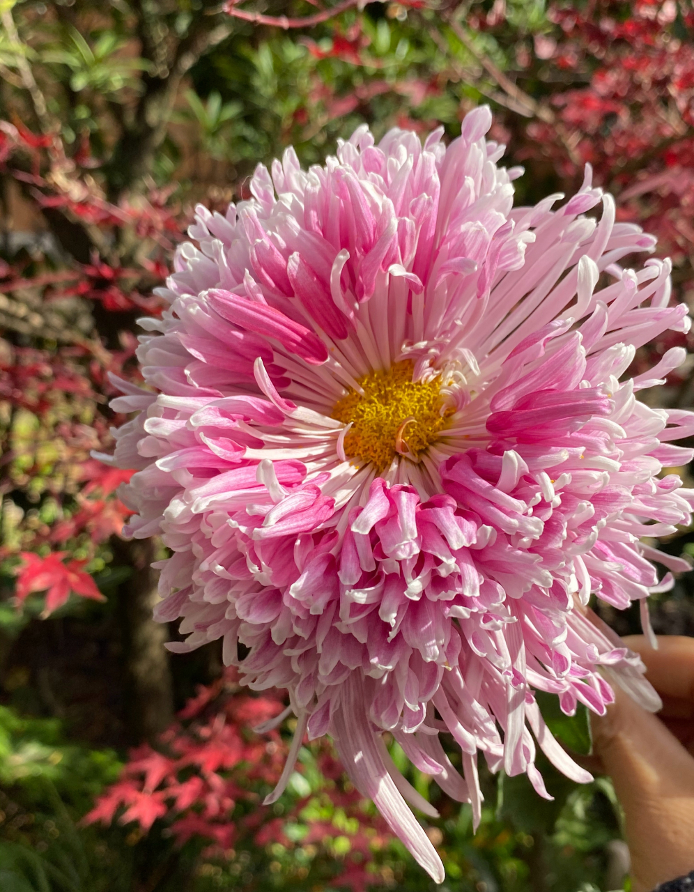 灰鹤展翅,花至末期的惊喜 菊花爆满山花.#一人一句为考研加油