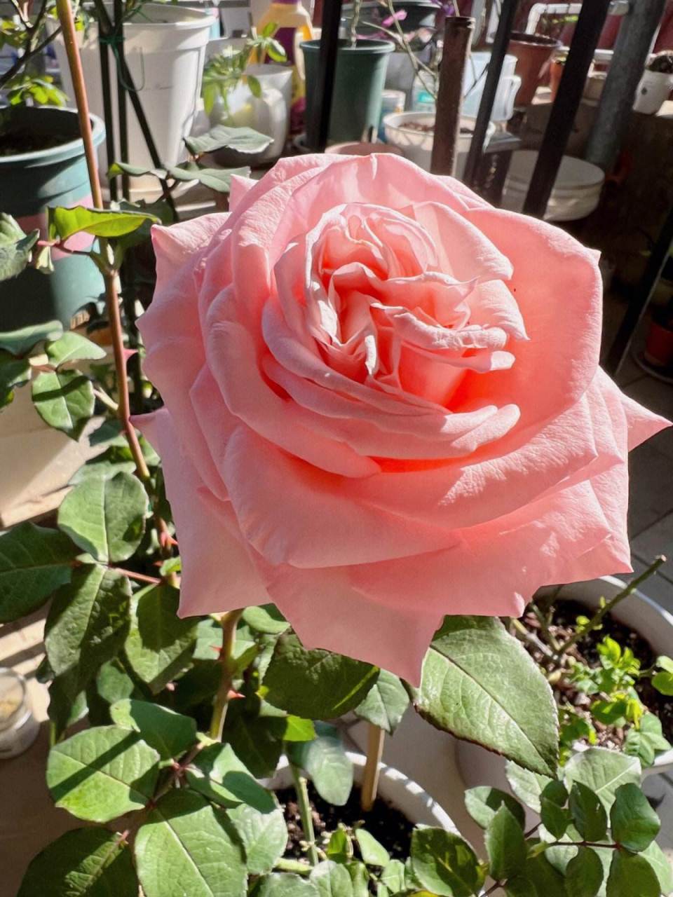 月季花—粉哈娜.