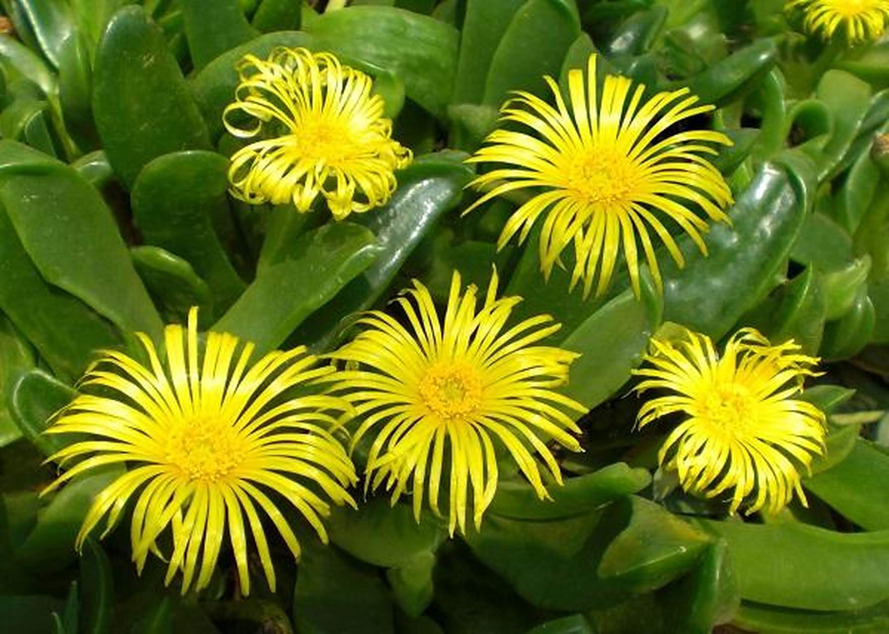 奇花异草:佛手掌,宝绿,寓意吉祥如意