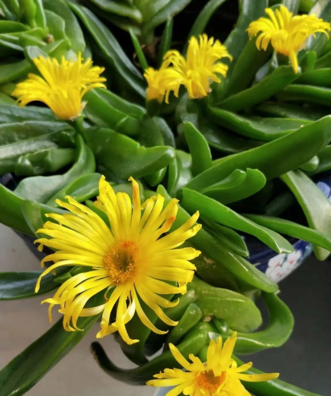 奇花异草:佛手掌,宝绿,寓意吉祥如意