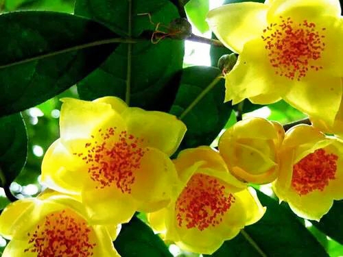 白落梅:守一颗安静的心,不染尘埃,清风自来