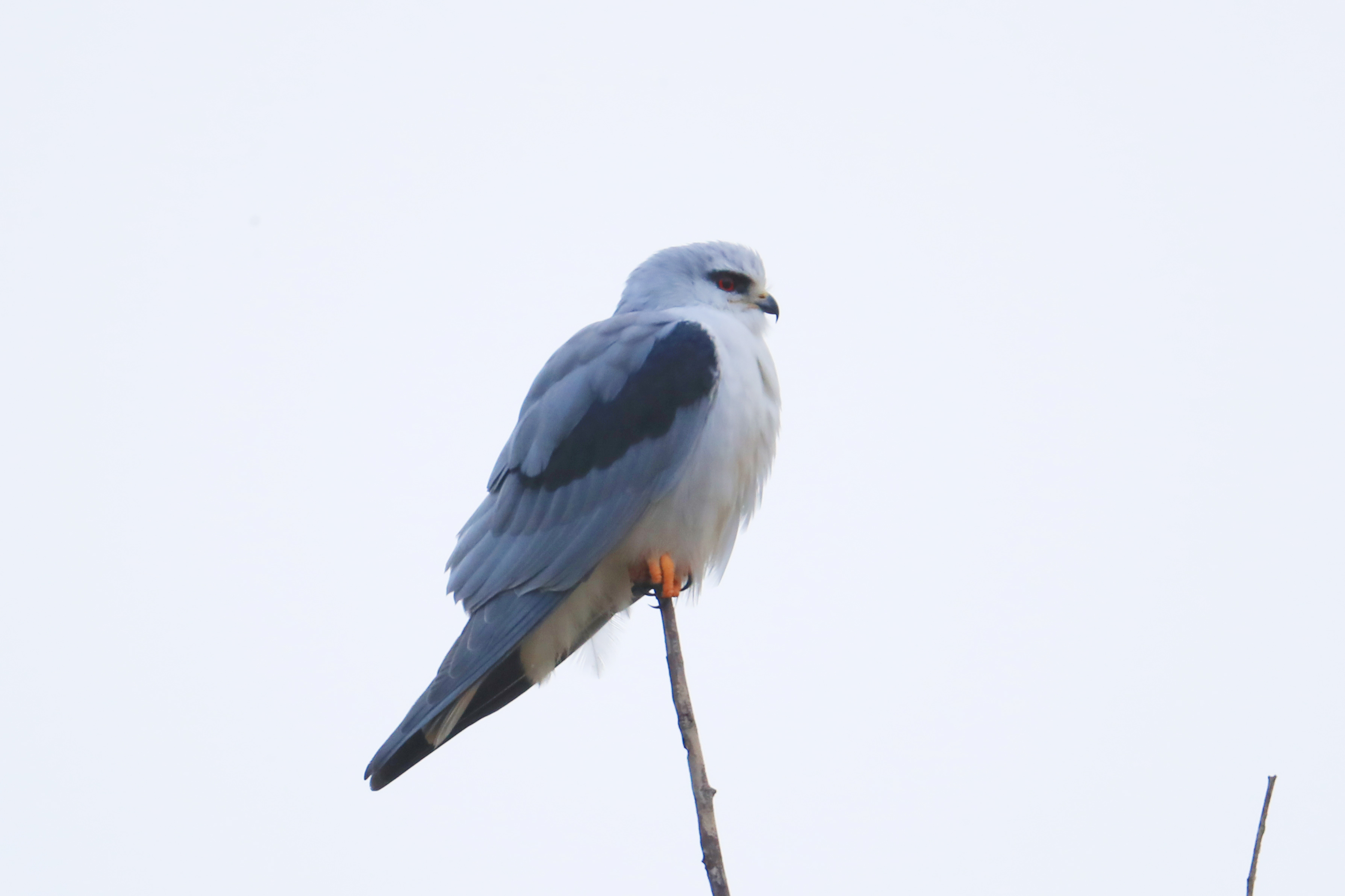 完美收官的黑翅鸢——一路向西之鸟艳遇7