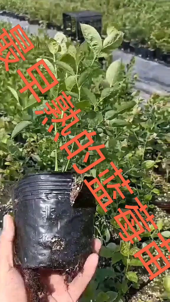 h5蓝莓苗一个极早熟的蓝莓品种,种上一亩地当年买宝马-度小视
