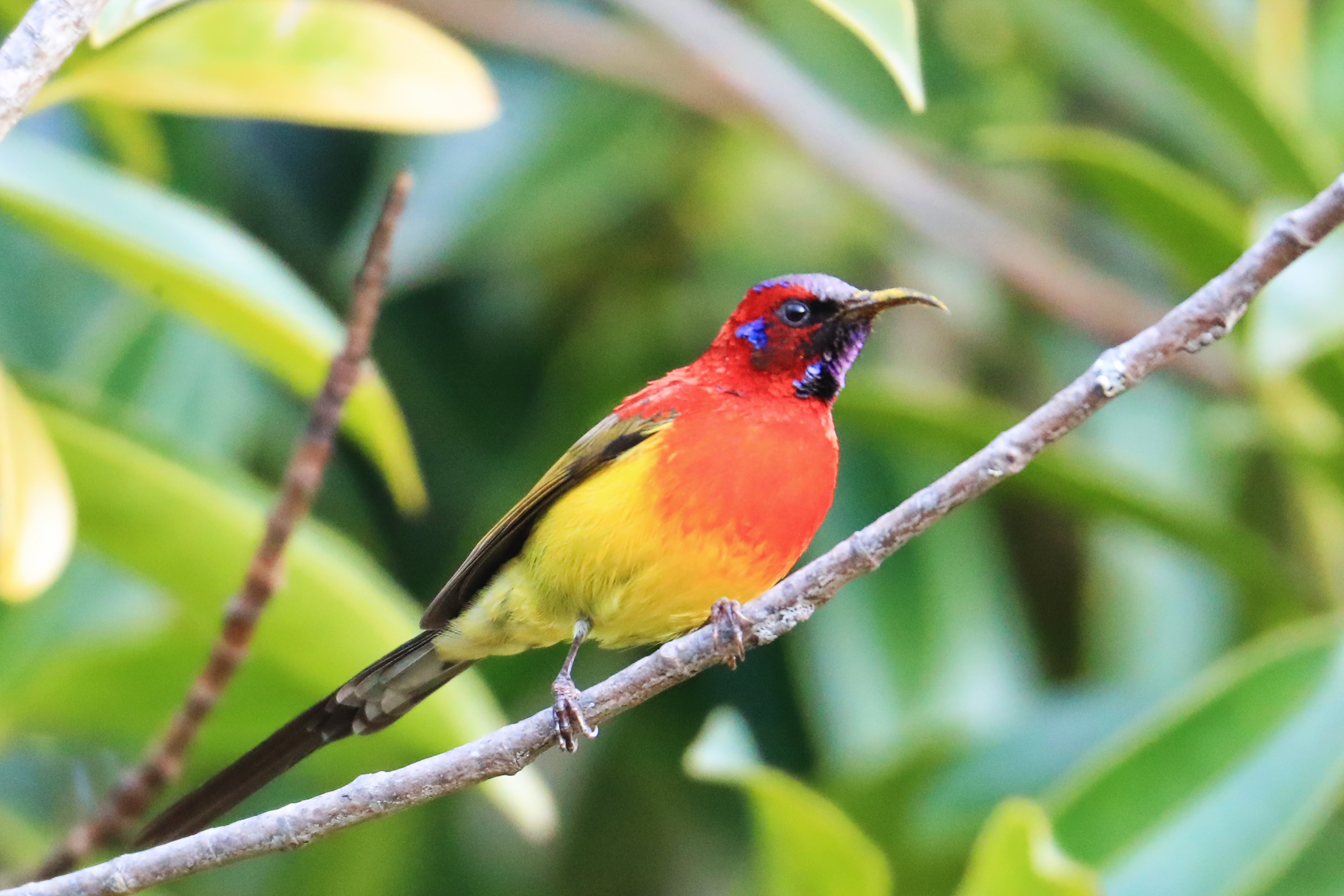 完美收官的黑翅鸢——一路向西之鸟艳遇7