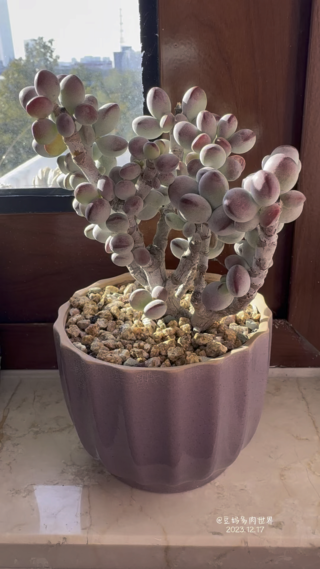 乒乓福娘,去年夏天掉光叶片,秋天长出新叶片,更加圆鼓鼓,所以塞翁失马