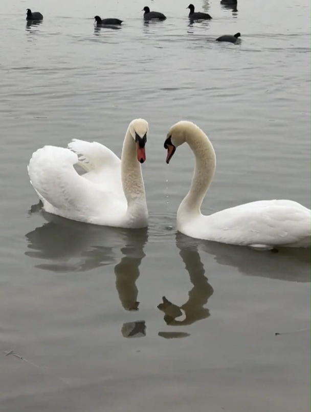 两只天鹅互相表达爱意,无需言语只靠动作和眼神