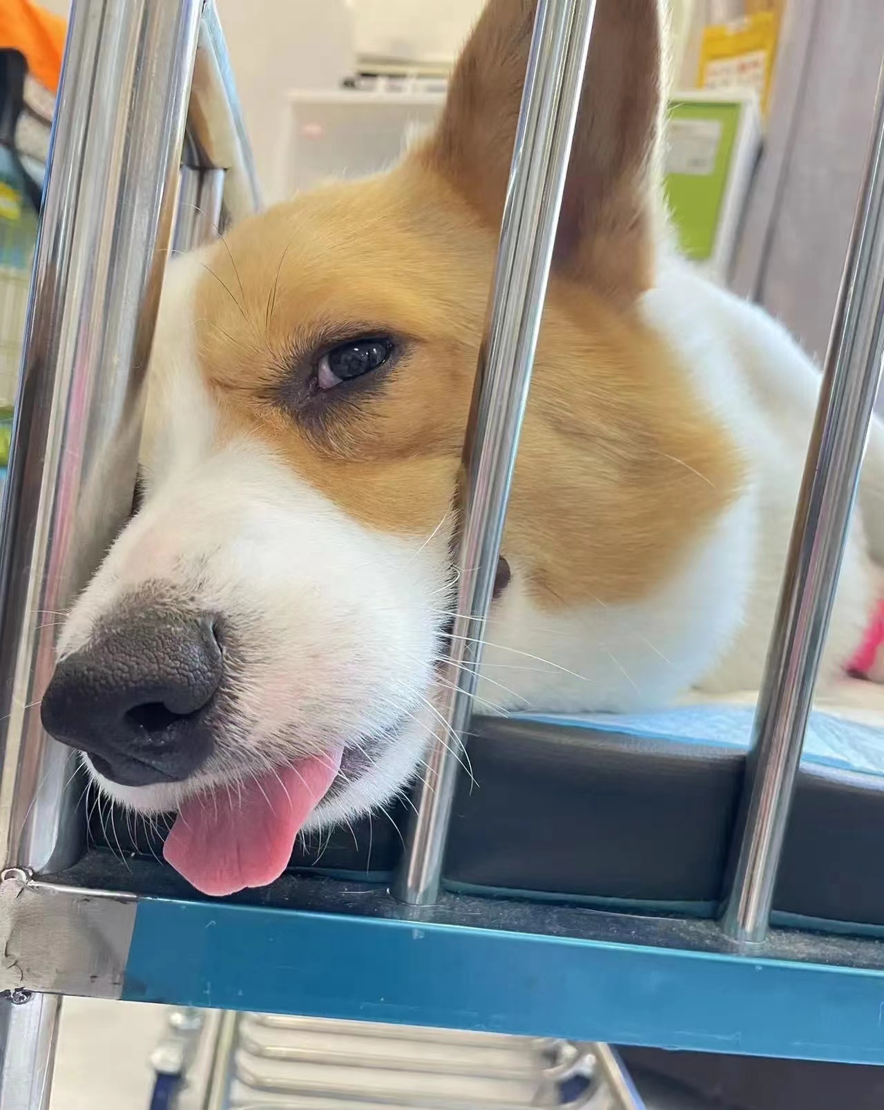 高发群体京巴博美腊肠吉娃娃巴哥泰迪等小型犬2
