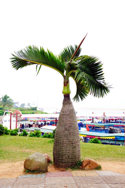 海南岛常见植物品种,出生在北方的你,有认识的吗?