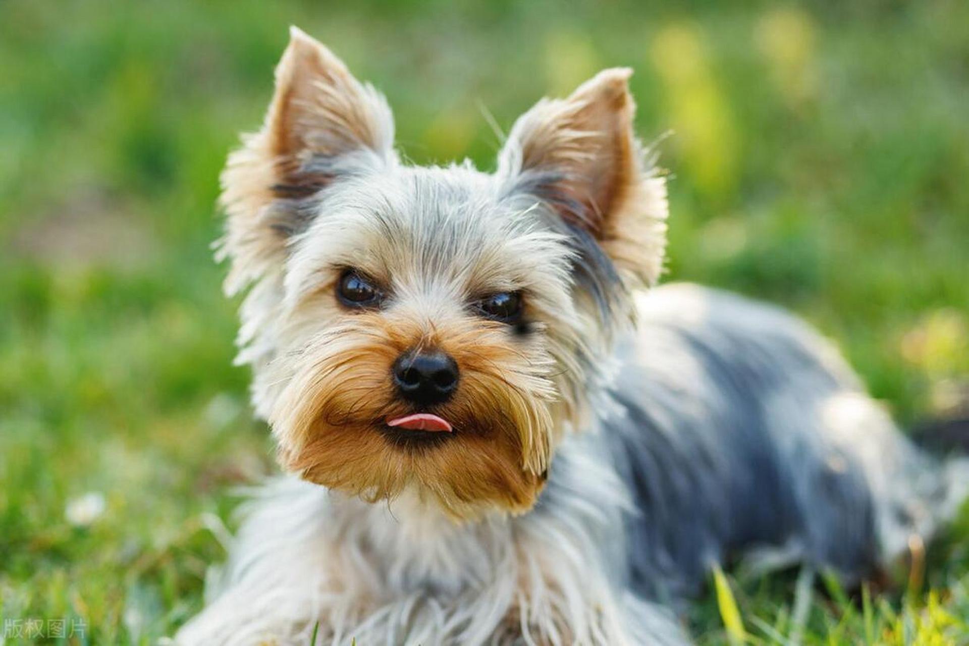 约克夏梗犬是一种受欢迎的小型宠物犬品种,寿命长,体型小,价格适中.