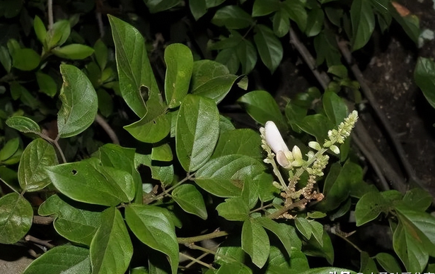 农村一种叫"五叶鸡血藤"的植物,非常珍贵,大家有见过吗?