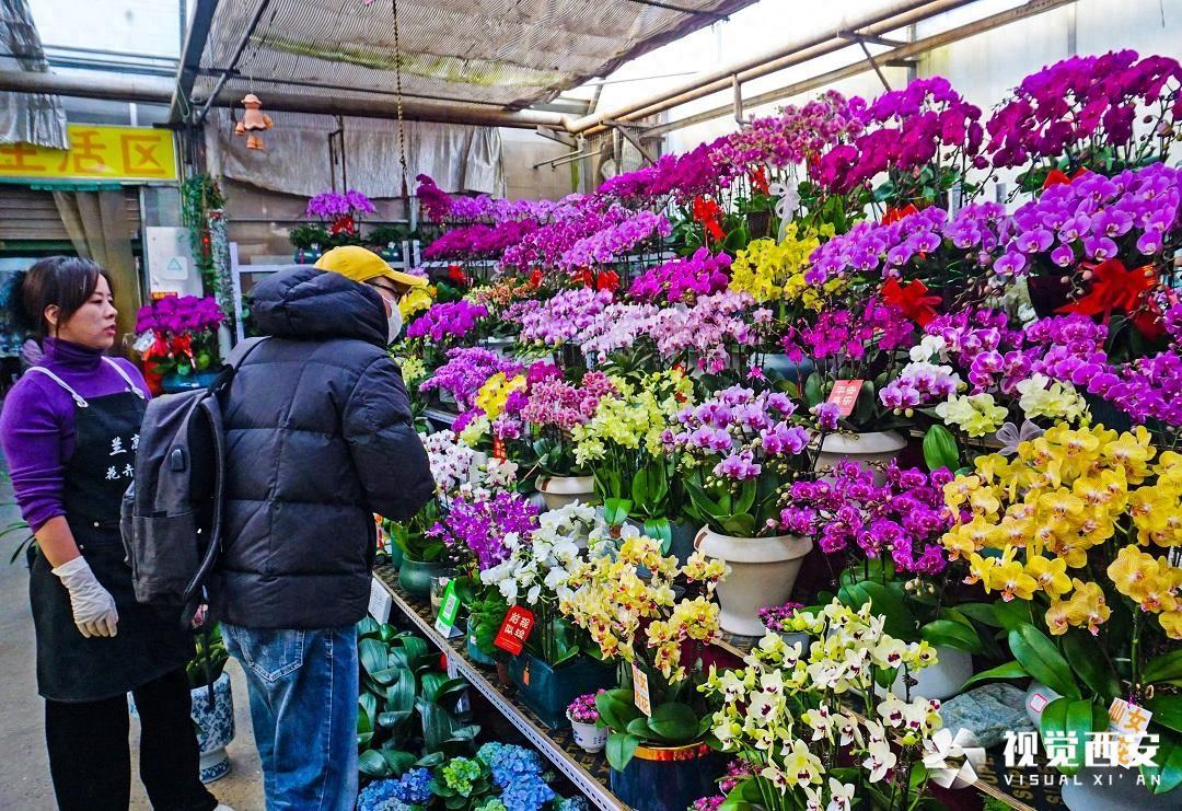 隆冬时节西安花卉市场姹紫嫣红 春意盎然