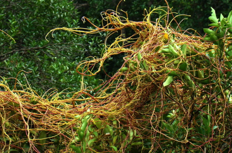 菟丝子,无根无叶,又称无根藤,无根草,有3大特点,要了解!