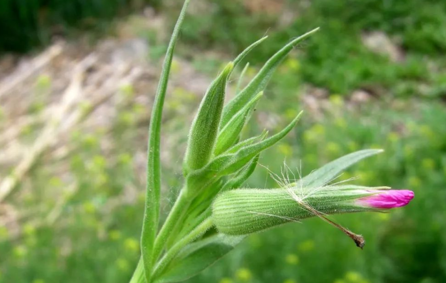 麦瓶草,也叫面条菜,米瓦罐,有3大益处,价值高,农民要了解!