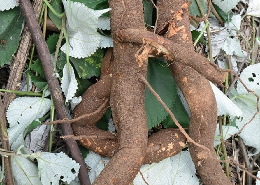 苎麻,也叫野麻,中国草,有4大功效,价值高,农民朋友要了解!