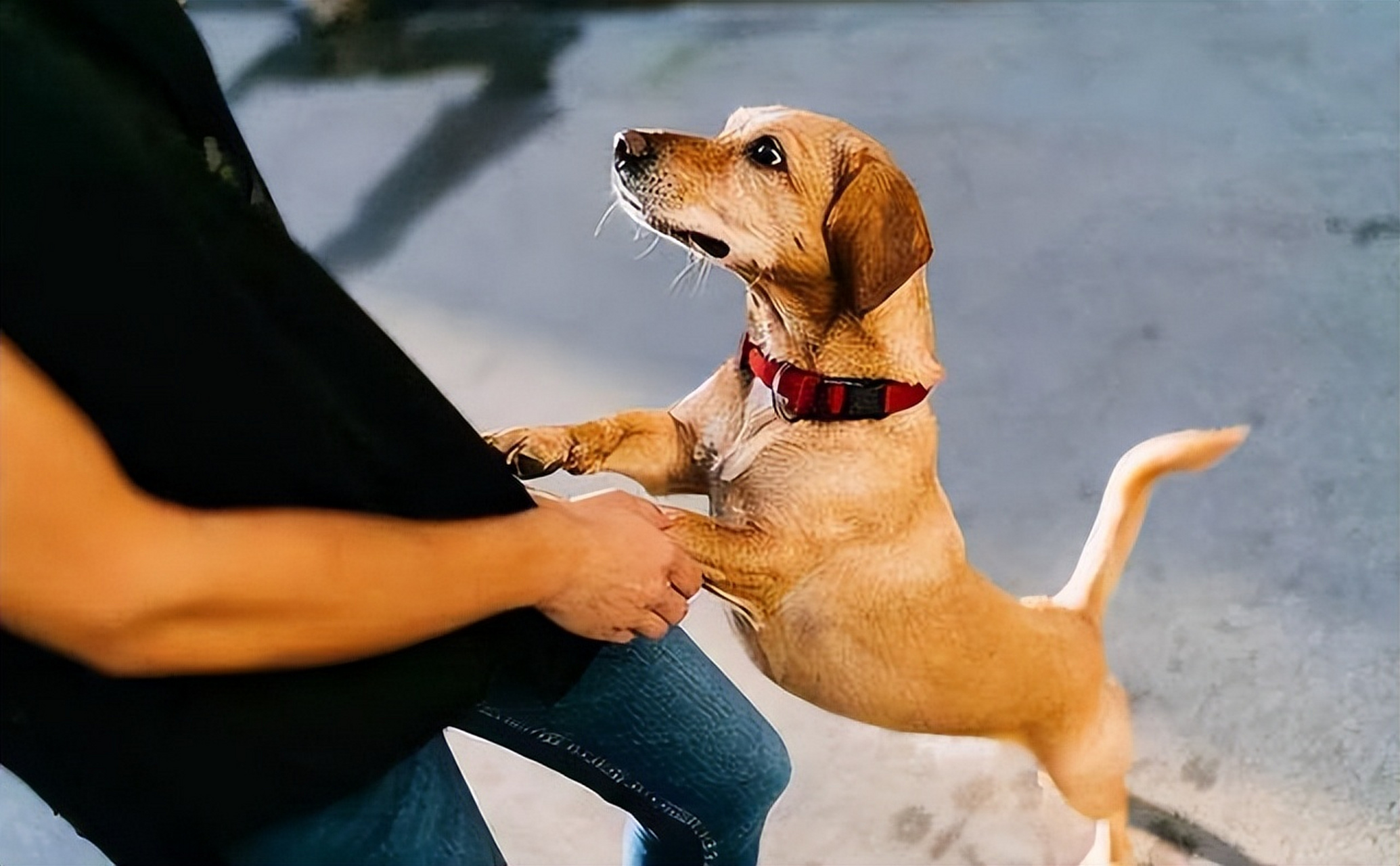 狗狗用爪子"扒拉你"是在向你传递7个信号:寻求注意