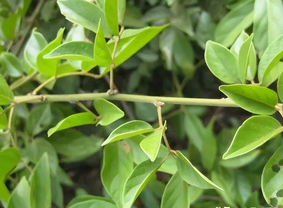 农村一种叫"五叶鸡血藤"的植物,非常珍贵,大家有见过吗?
