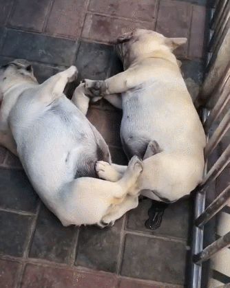 334_419竖版 竖屏gif 动态图 动图