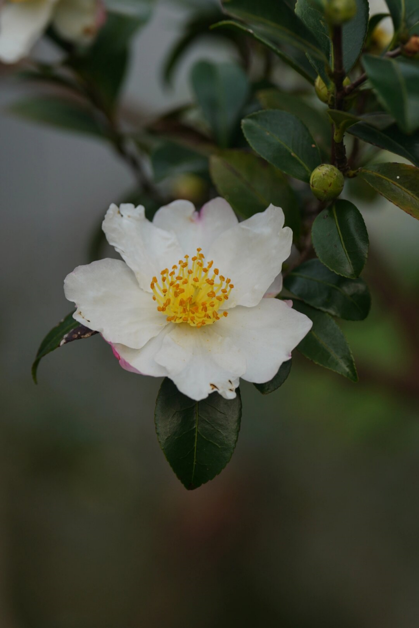 油茶花图片大全大图图片