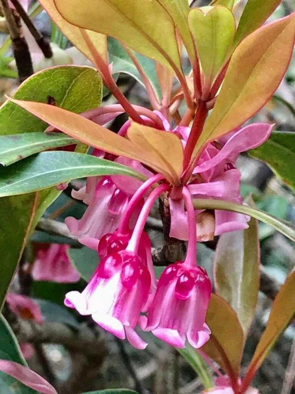 每天认识一种植物之吊钟花  吊钟花是杜鹃花科吊钟花属的落叶灌木或小