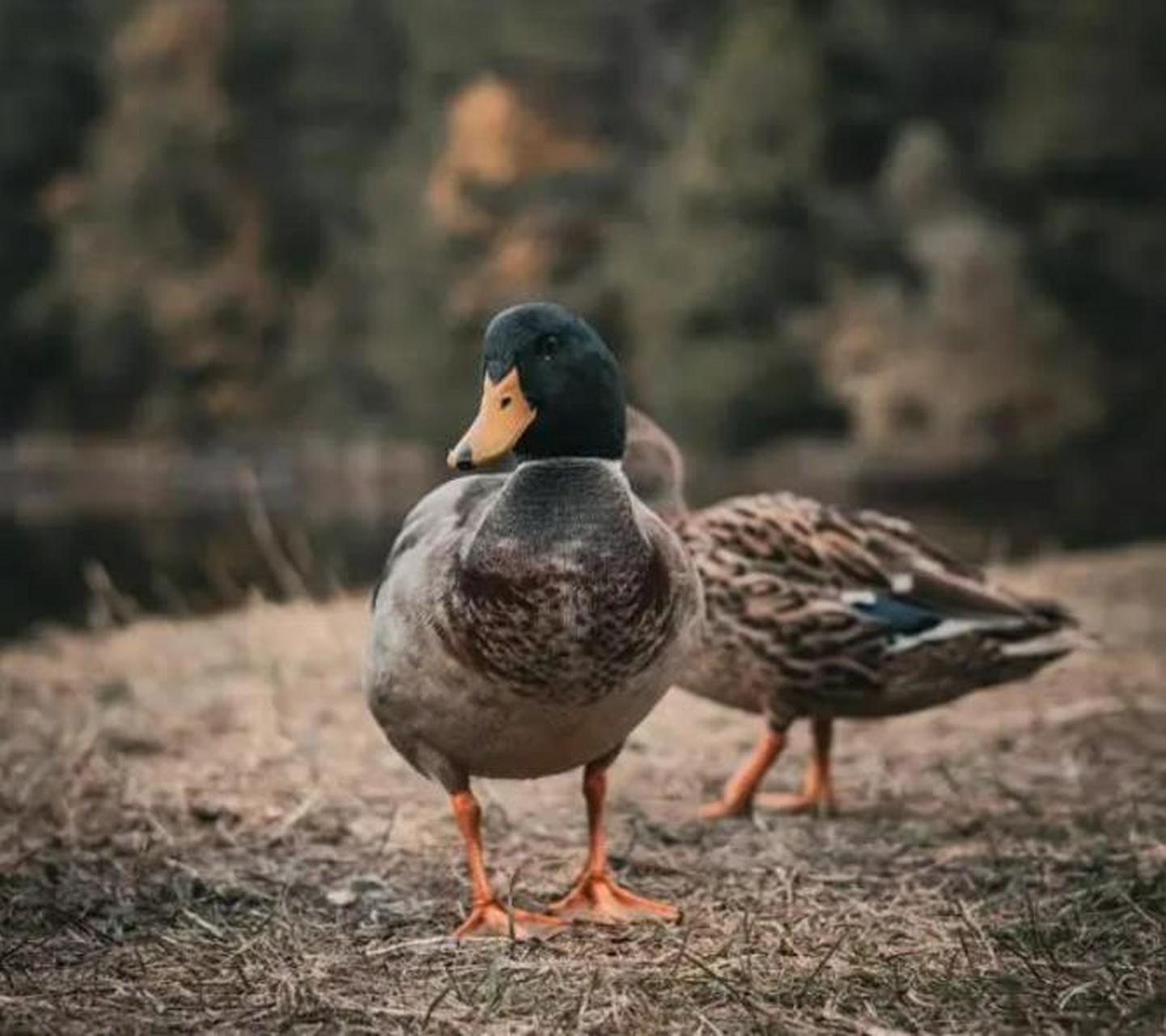 武汉一公园喊话"绑走鸭子的游客":原有几十只鸭子陪小朋友玩,昨天仅剩
